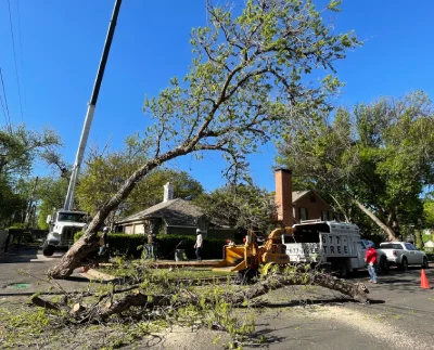 Abilene Tree Removal