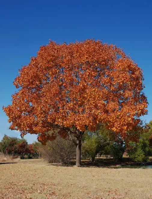 Texas Ash Tree