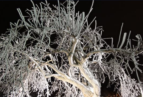 Ice and Trees