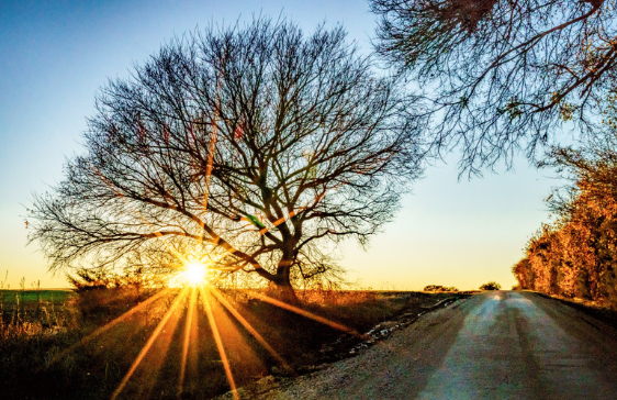 spring tree care texas