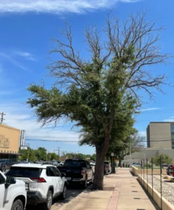 Good candidate for tree pruning