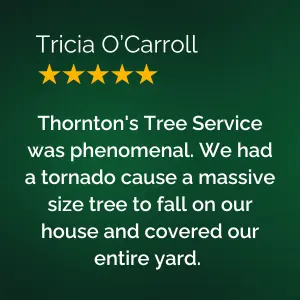 Thornton's Tree Service was phenomenal