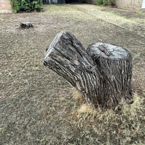 Old Tree Stumps are candidates for tree stump removal