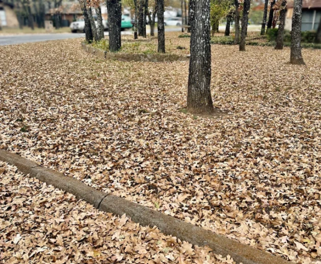 Fall Tree Leaves