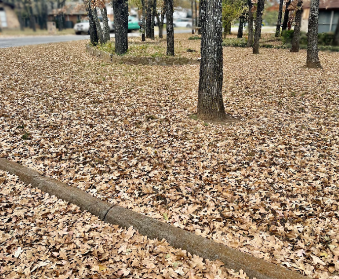 Fall Tree Leaves
