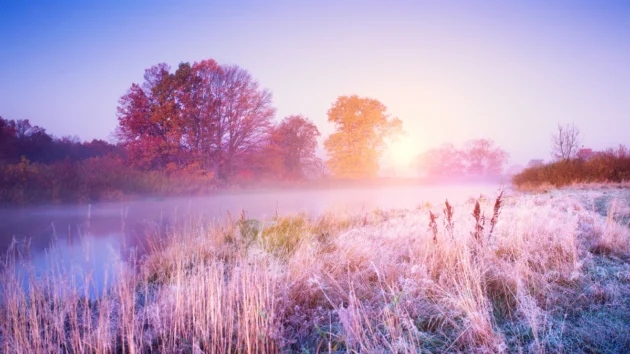 November tree care tips for west Texas