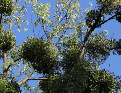 Texas Mistletoe