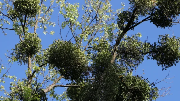 Texas Mistletoe