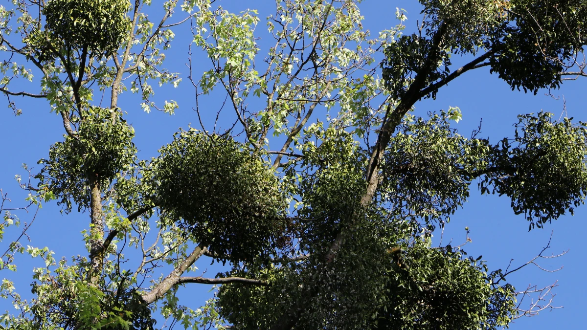 Texas Mistletoe