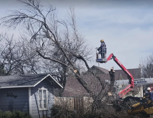 Windstorm cleanup