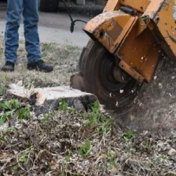 Weatherford Stump Grinding