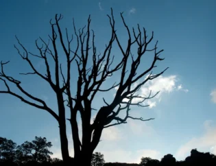 Dying Tree in Texas