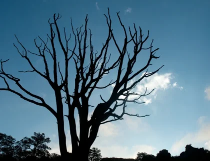 Dying Tree in Texas